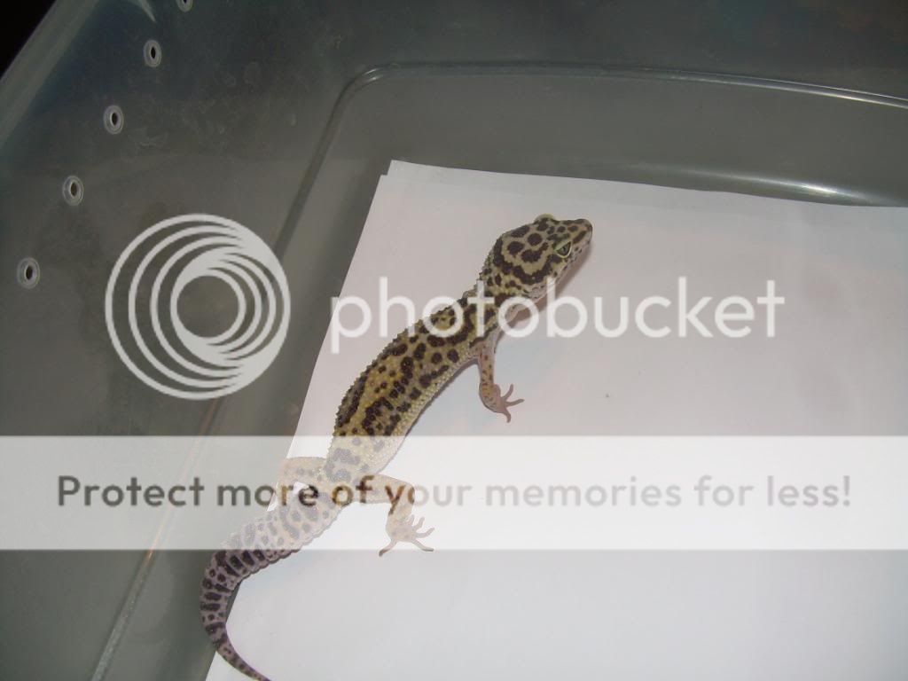 leopardgeckos007.jpg