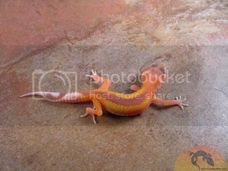 Tremper-Reverse-Stripe-1.jpg