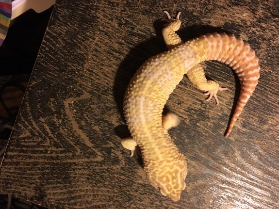 www.geckotime.com