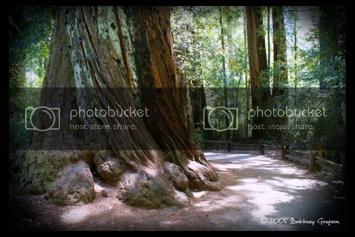 redwoodtrail3-1.jpg