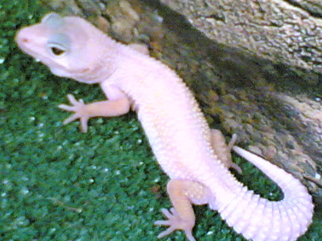 30092007009-1.jpg