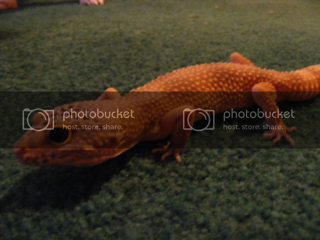 Geckos7-22-08002.jpg