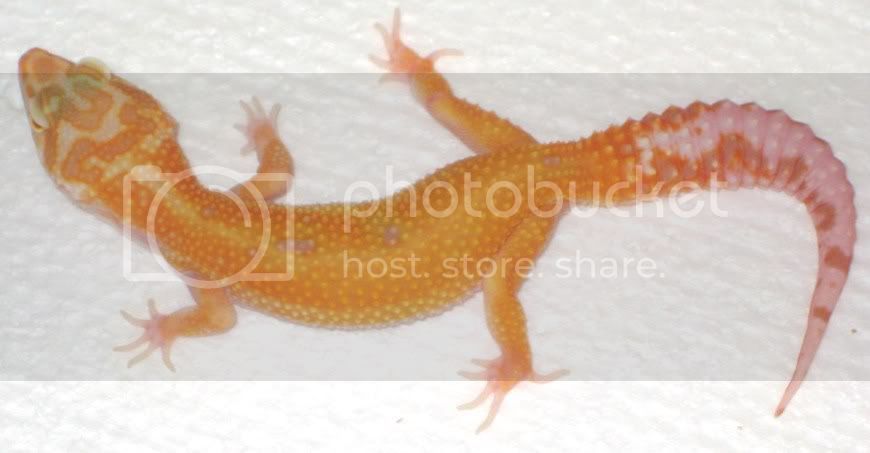 geck4.jpg