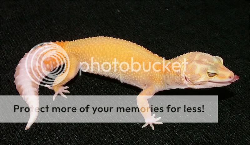 Gecko1027.jpg