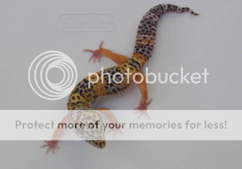 GeckosNov2009053.jpg