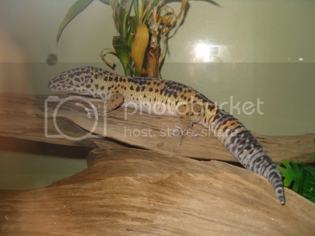 handlinglucipherpics001-1.jpg