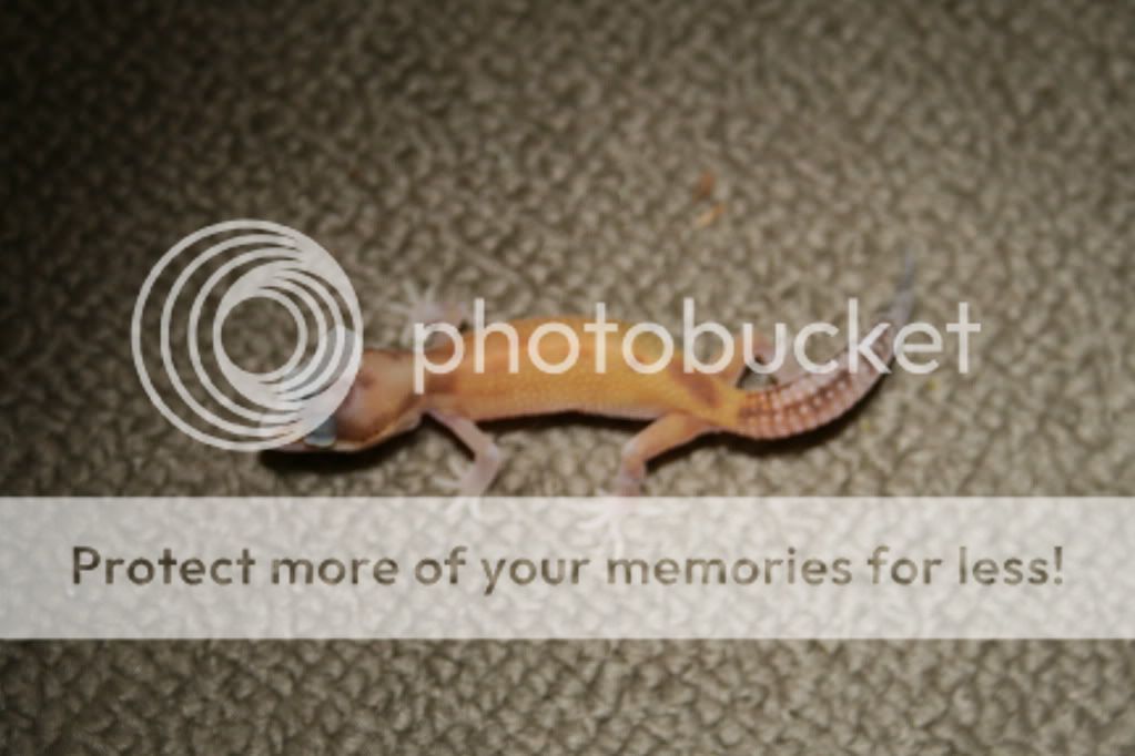 Geckos031.jpg