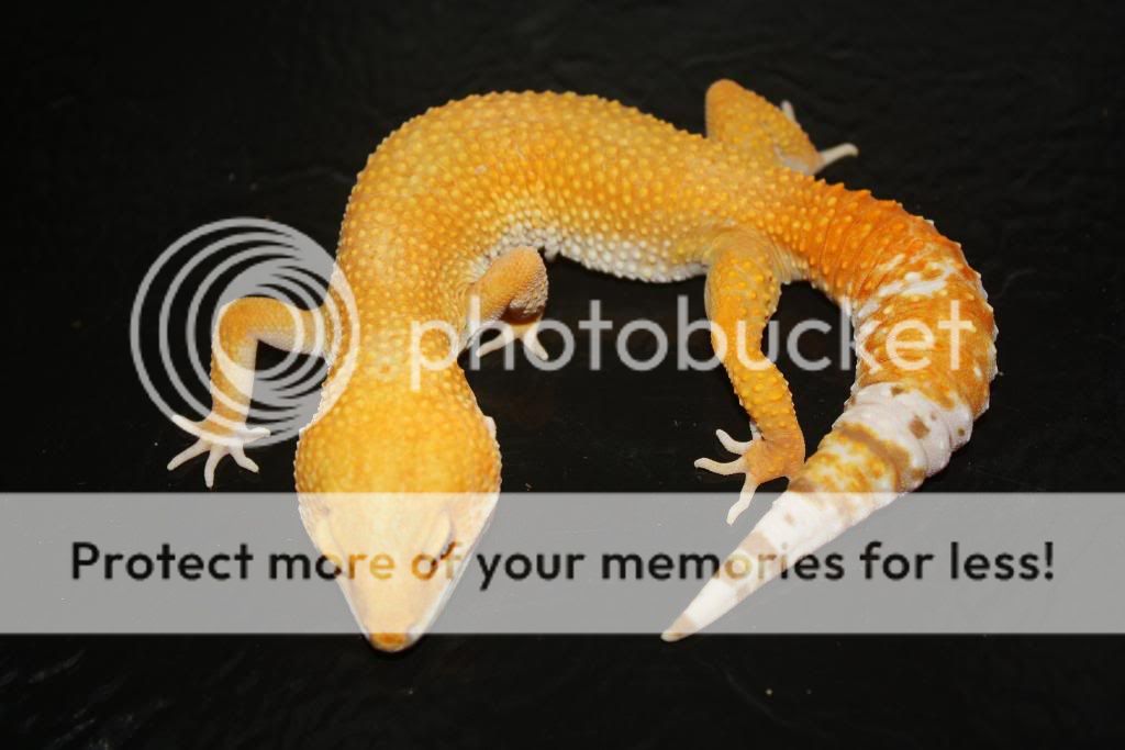 Geckos126.jpg