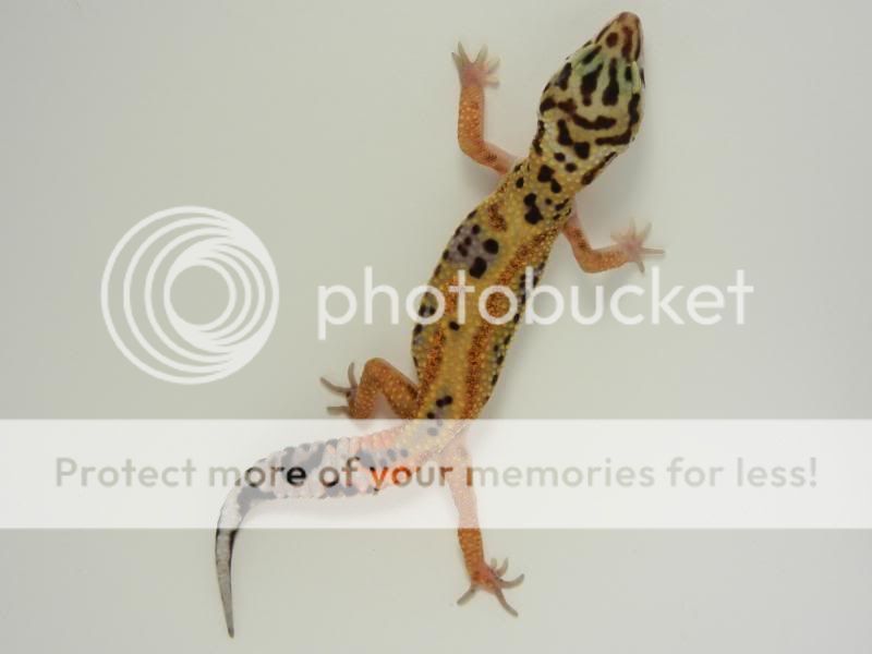 GeckosAugust2011009.jpg