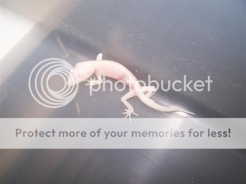 100_2558Medium.jpg