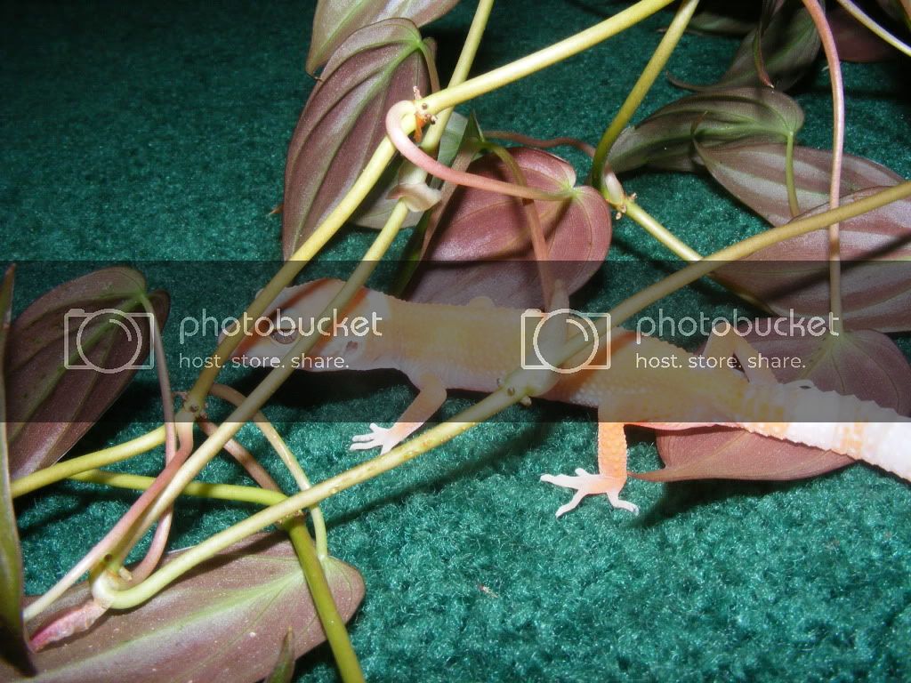 Geckos7-17-08011.jpg