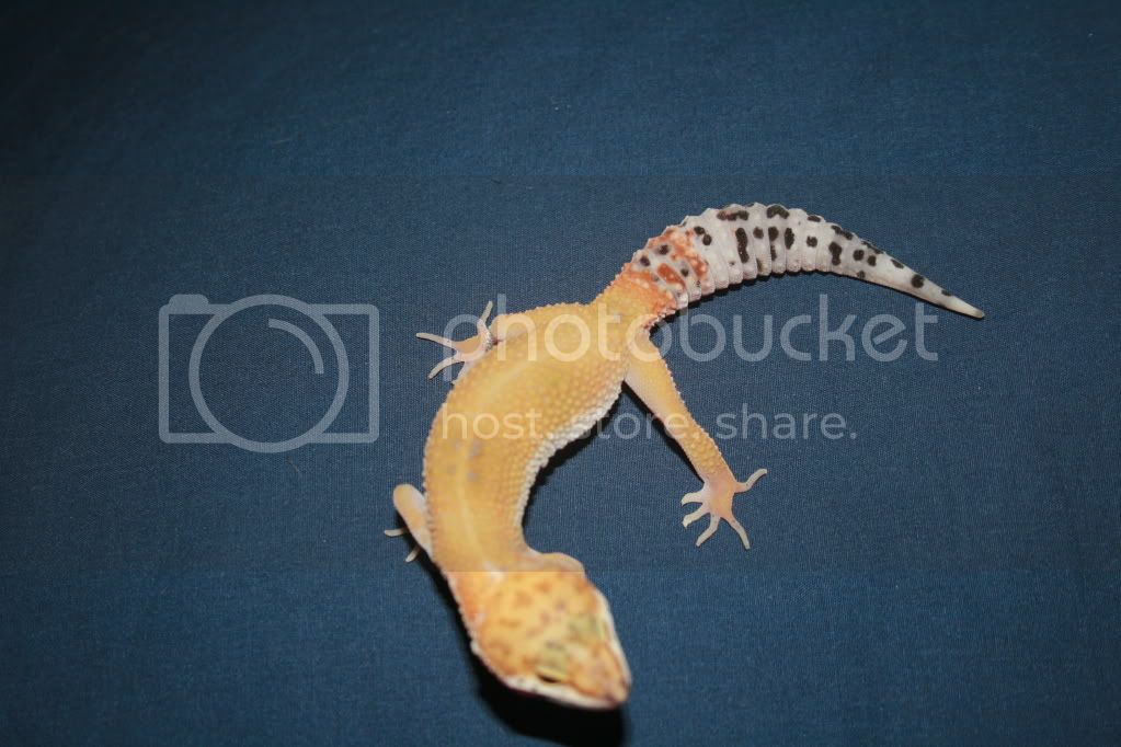 geckos013.jpg