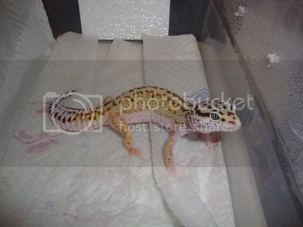 Geckos088.jpg