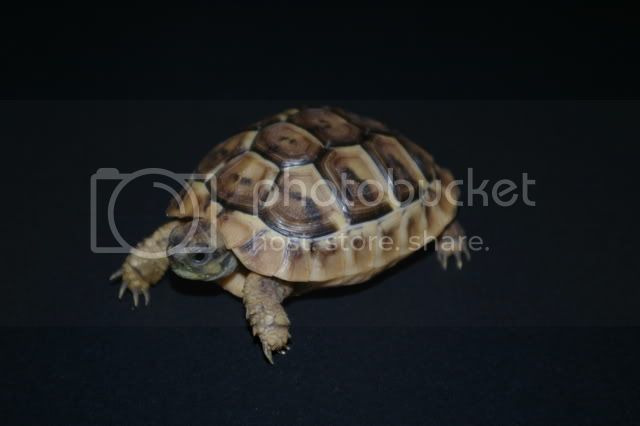 geckosrussiantortoisesherman004.jpg