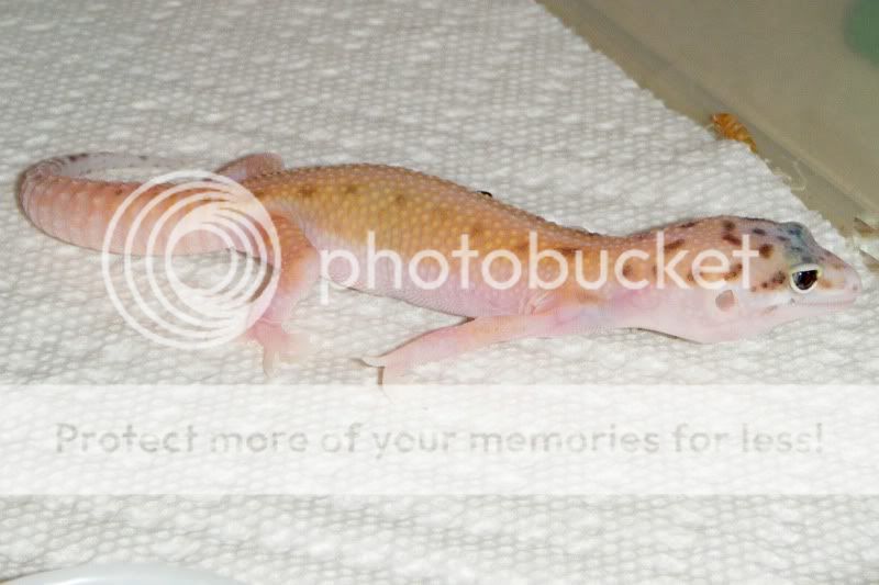DSCF9606.jpg