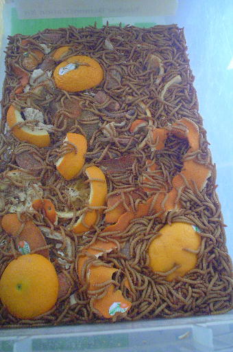 mealworms2.jpg