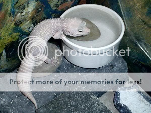 GeckoBBwaterBowl.jpg