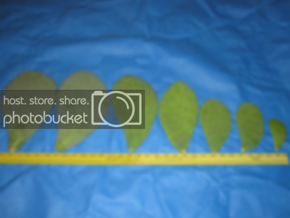 Cactus002.jpg