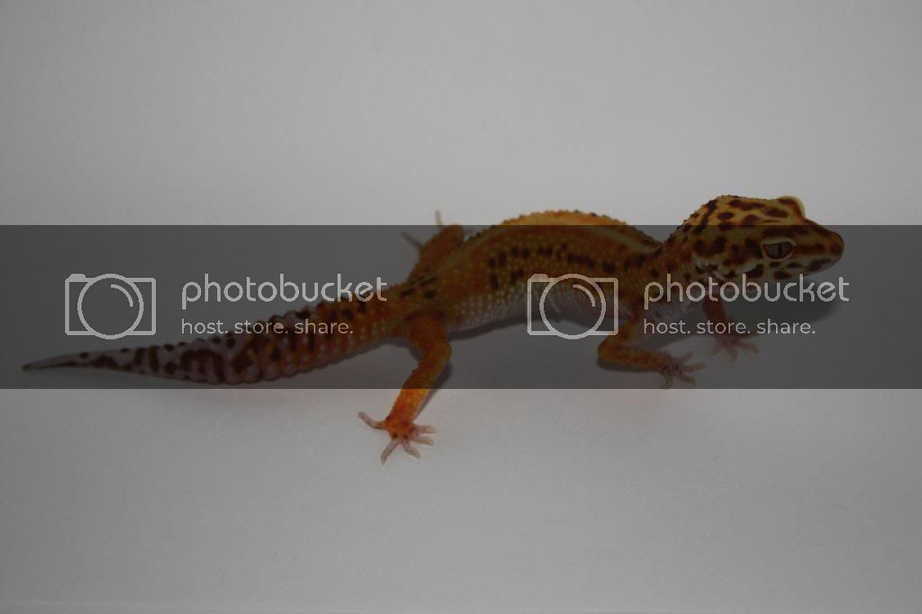 Geckos012.jpg