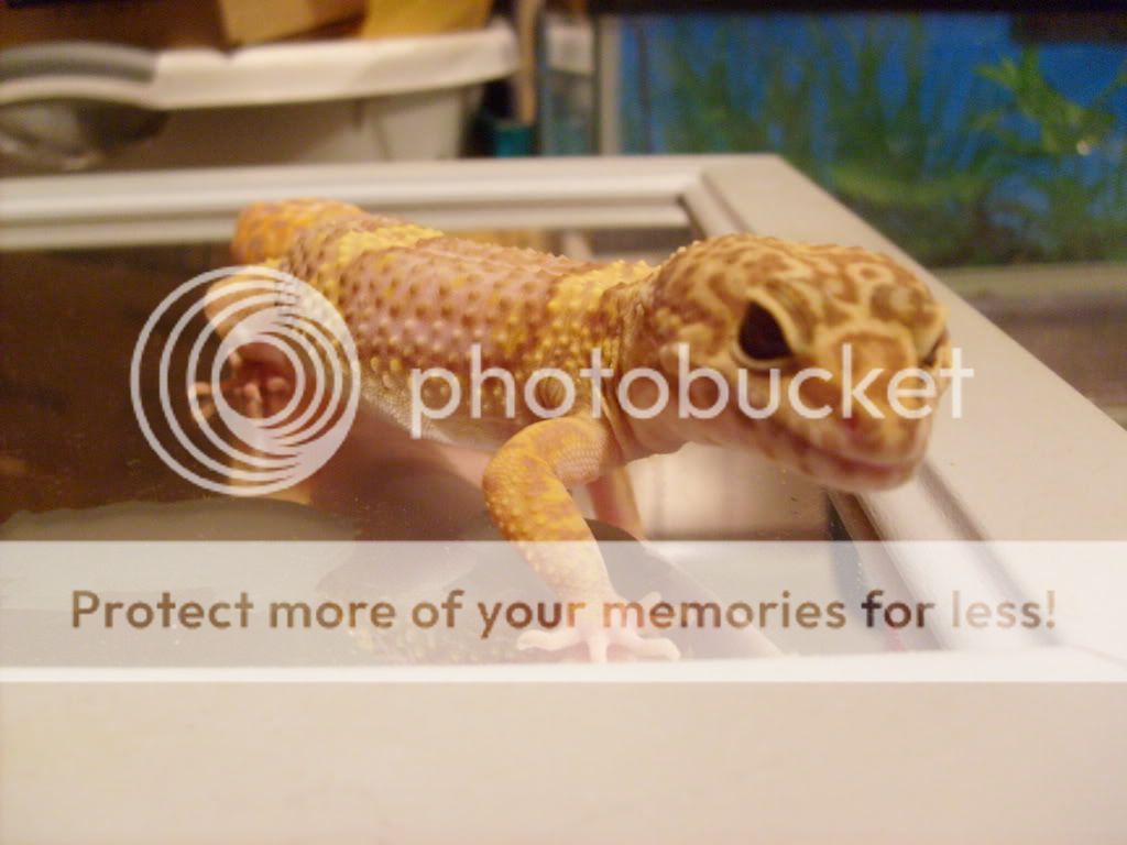 leopardgeckostorms011.jpg
