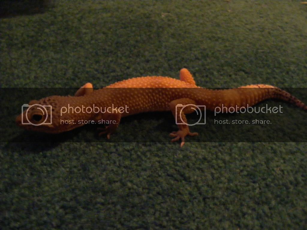 Geckos7-22-08004.jpg