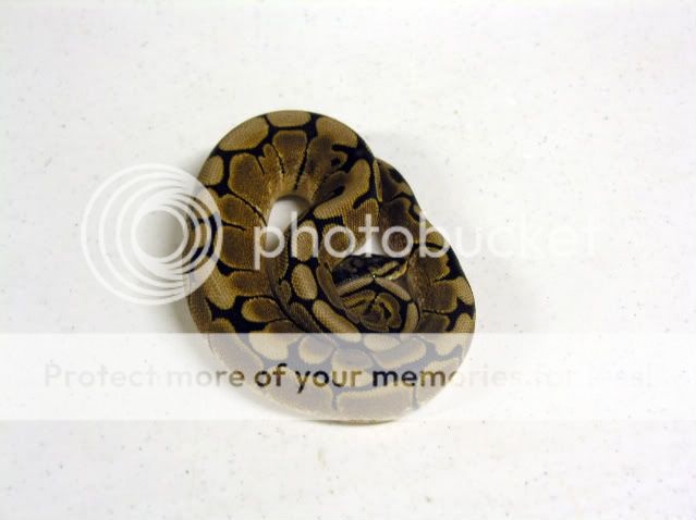 DSCN8841.jpg