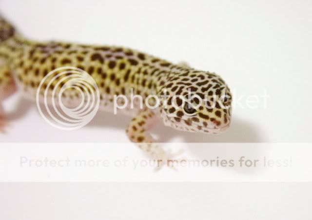Leopard_Gecko_IIII_by_thewolvenc-1.jpg