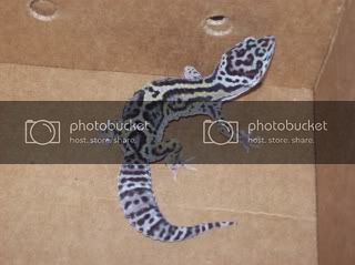 geckos2031.jpg