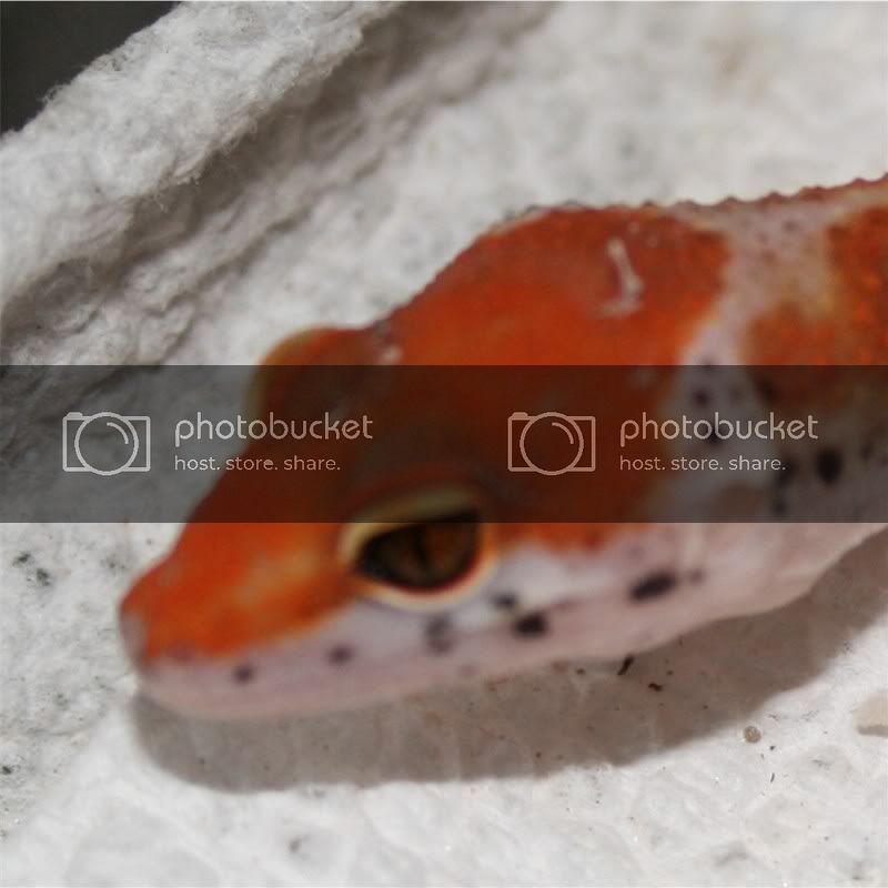 CopyofGeckoHatch08023.jpg