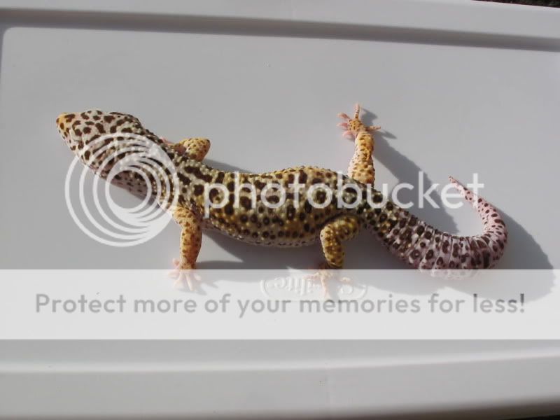 GeckosNov2009108.jpg