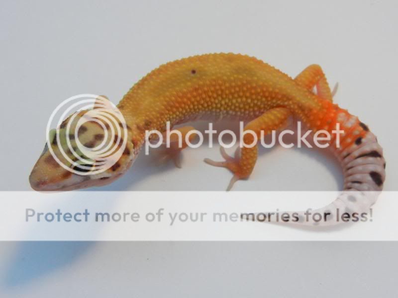 RSCN3092.jpg