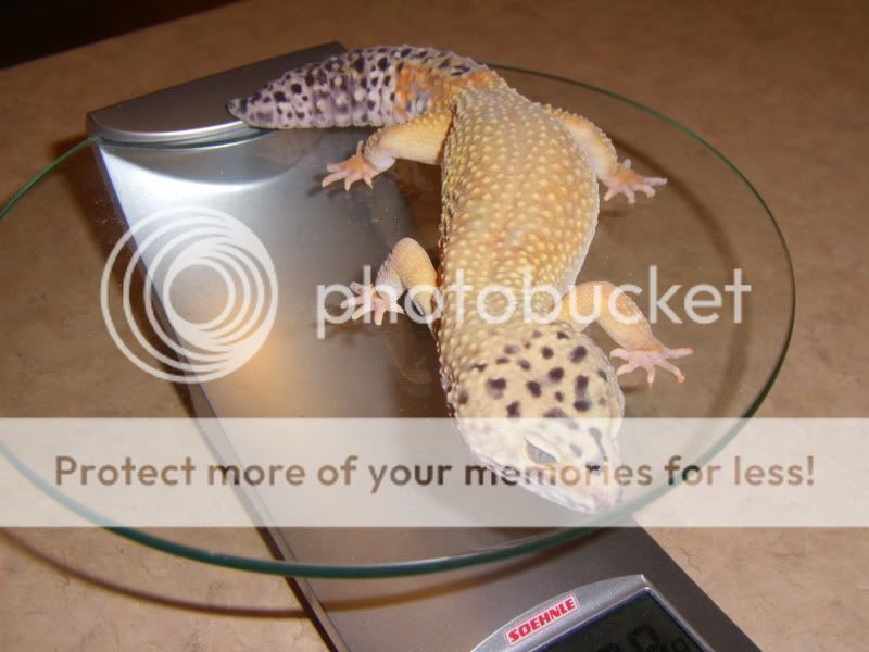 MostlyReptiles167.jpg