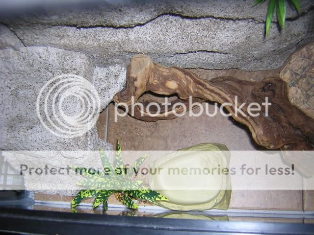 DSCN1531.jpg