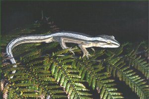 geckoCoroStriped300.jpg