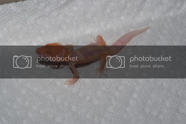13-1096-2-09001.jpg
