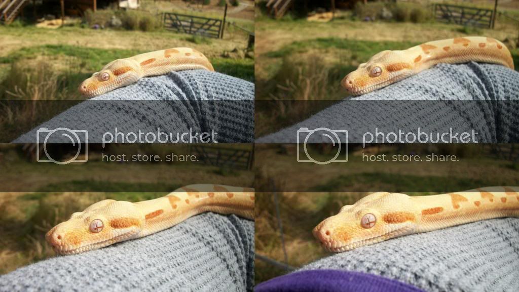 snakes.jpg