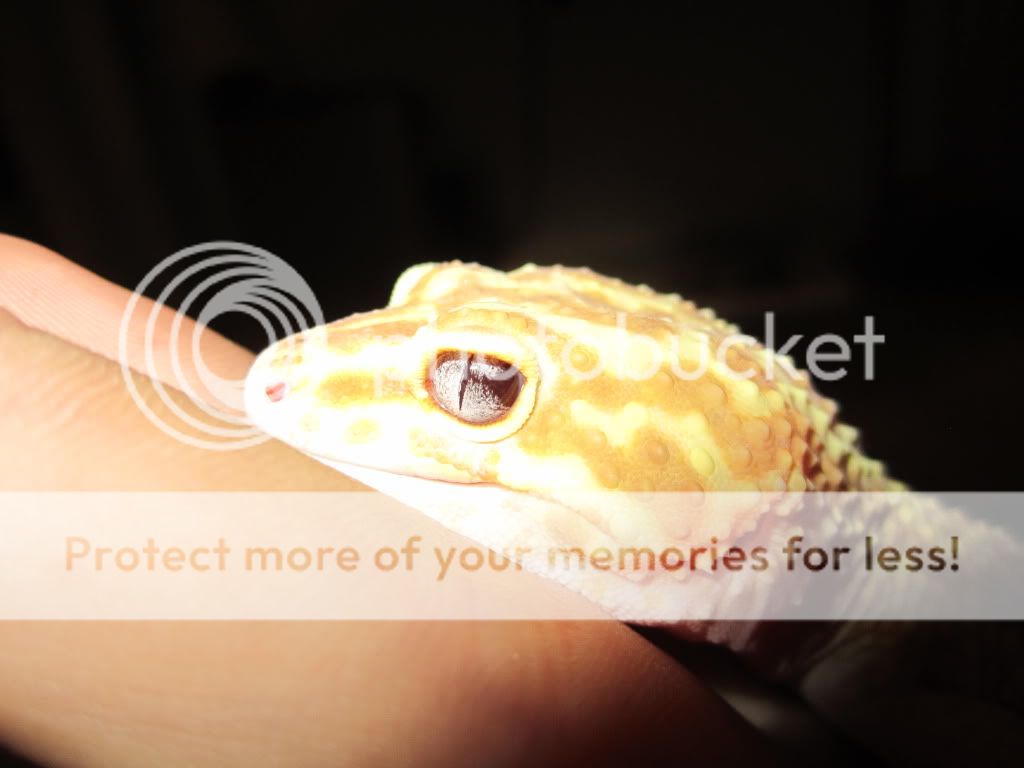 raptor.jpg