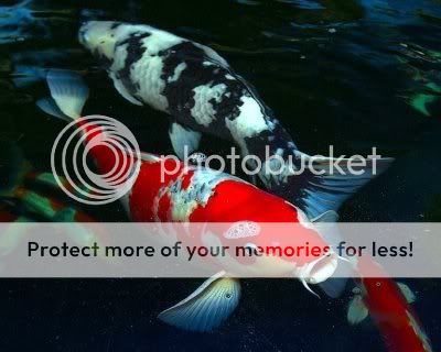 koi-fish-profile.jpg