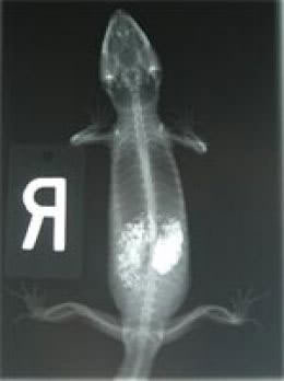 leopardgeckoimpaction.jpg