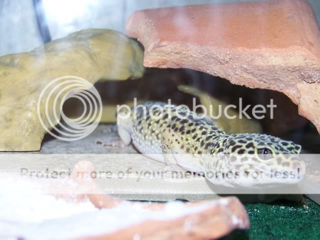 100_2532.jpg
