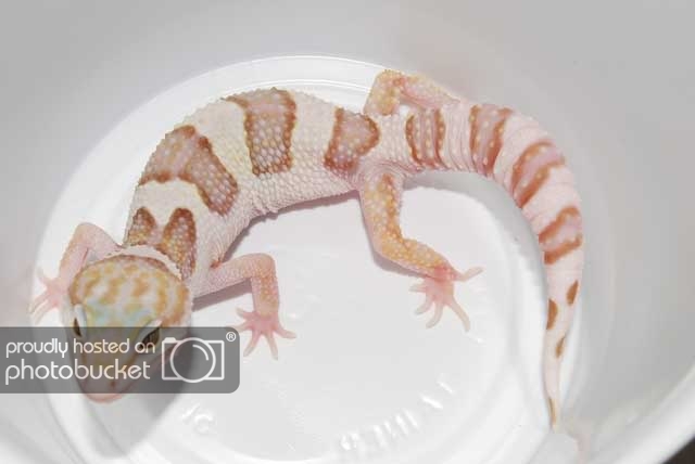 J-F007Male.jpg
