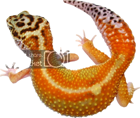 Leopardgeckos678-6.png