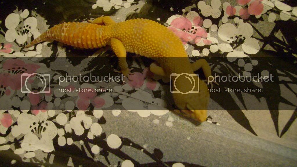 GeckoGatheringMay.jpg