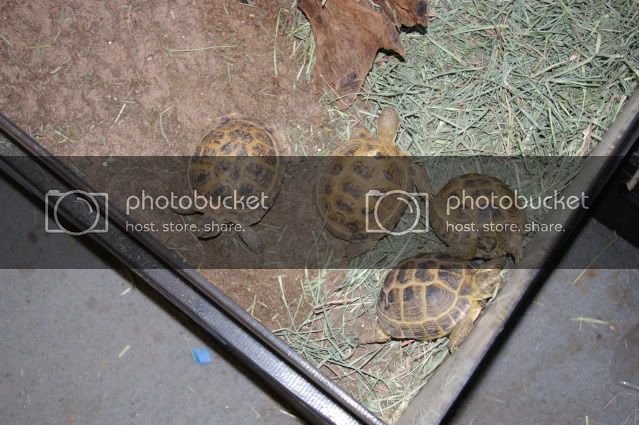 tortoiseeating001.jpg