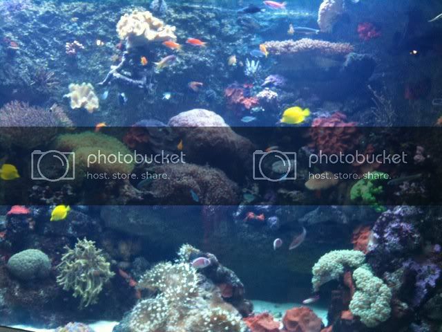 reef.jpg