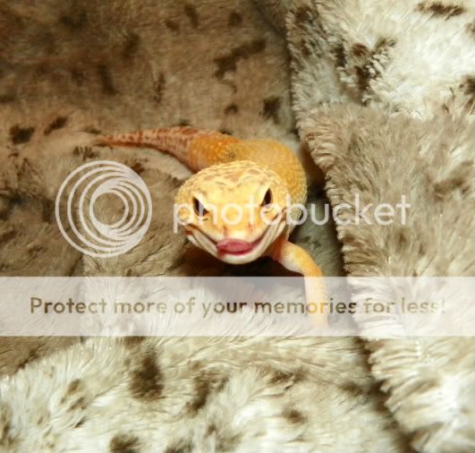 EasterGeckos048.jpg