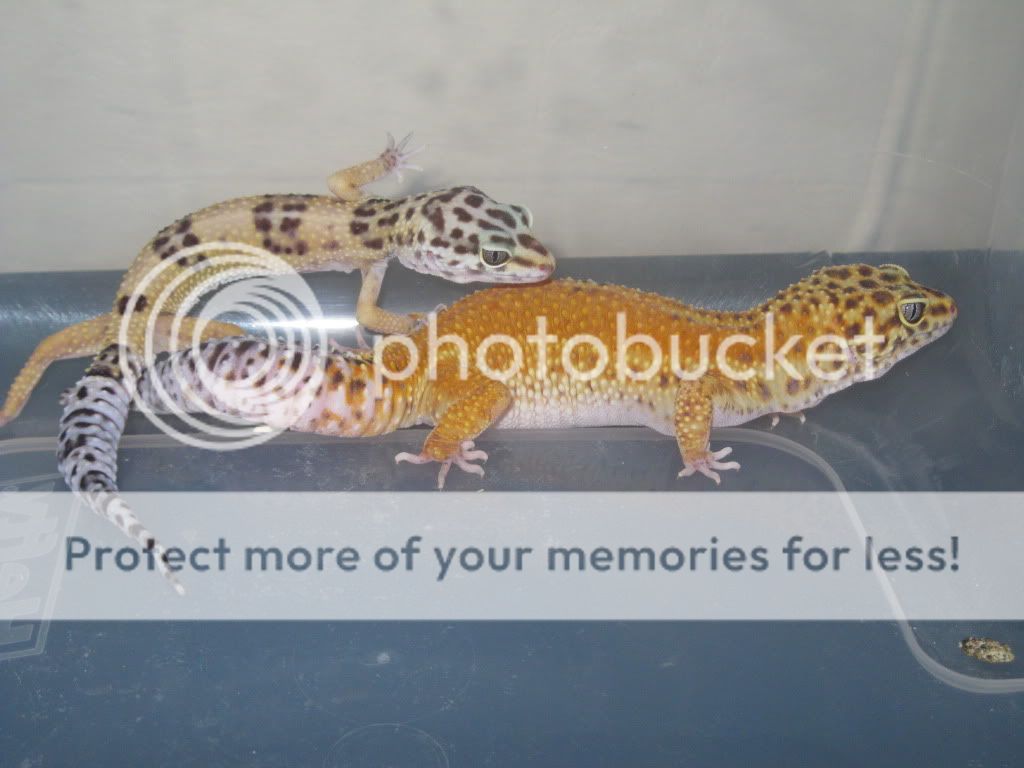 geckoss1.jpg