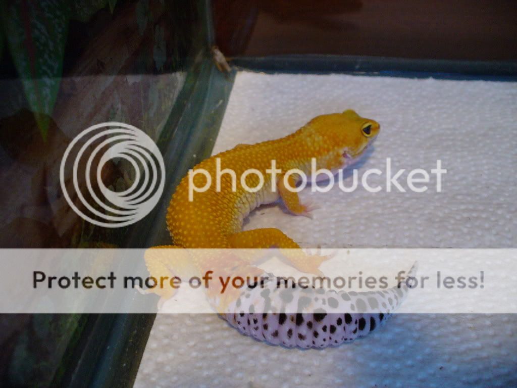 LeosJapanesegeckoMarch2509014.jpg