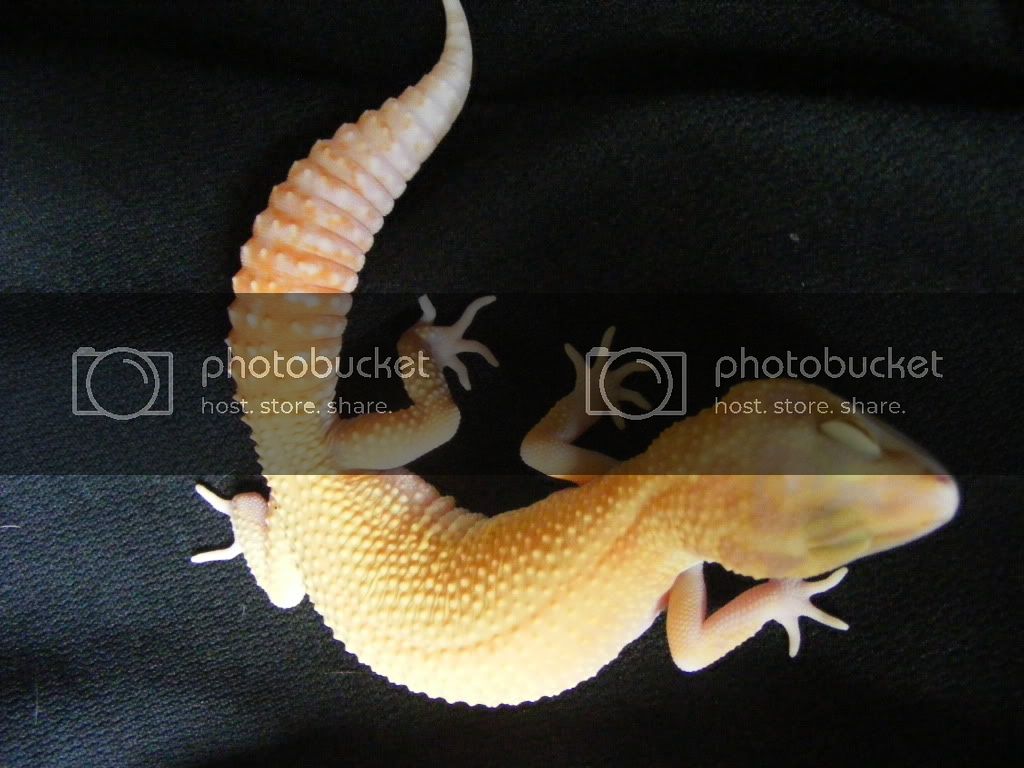 Geckos7-17-08071.jpg