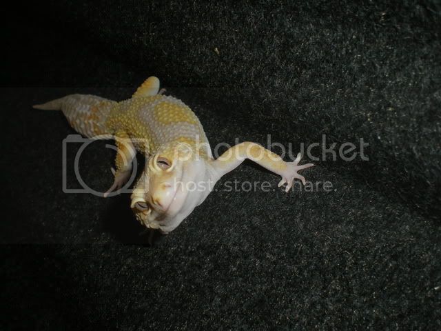 fondogeckos021.jpg
